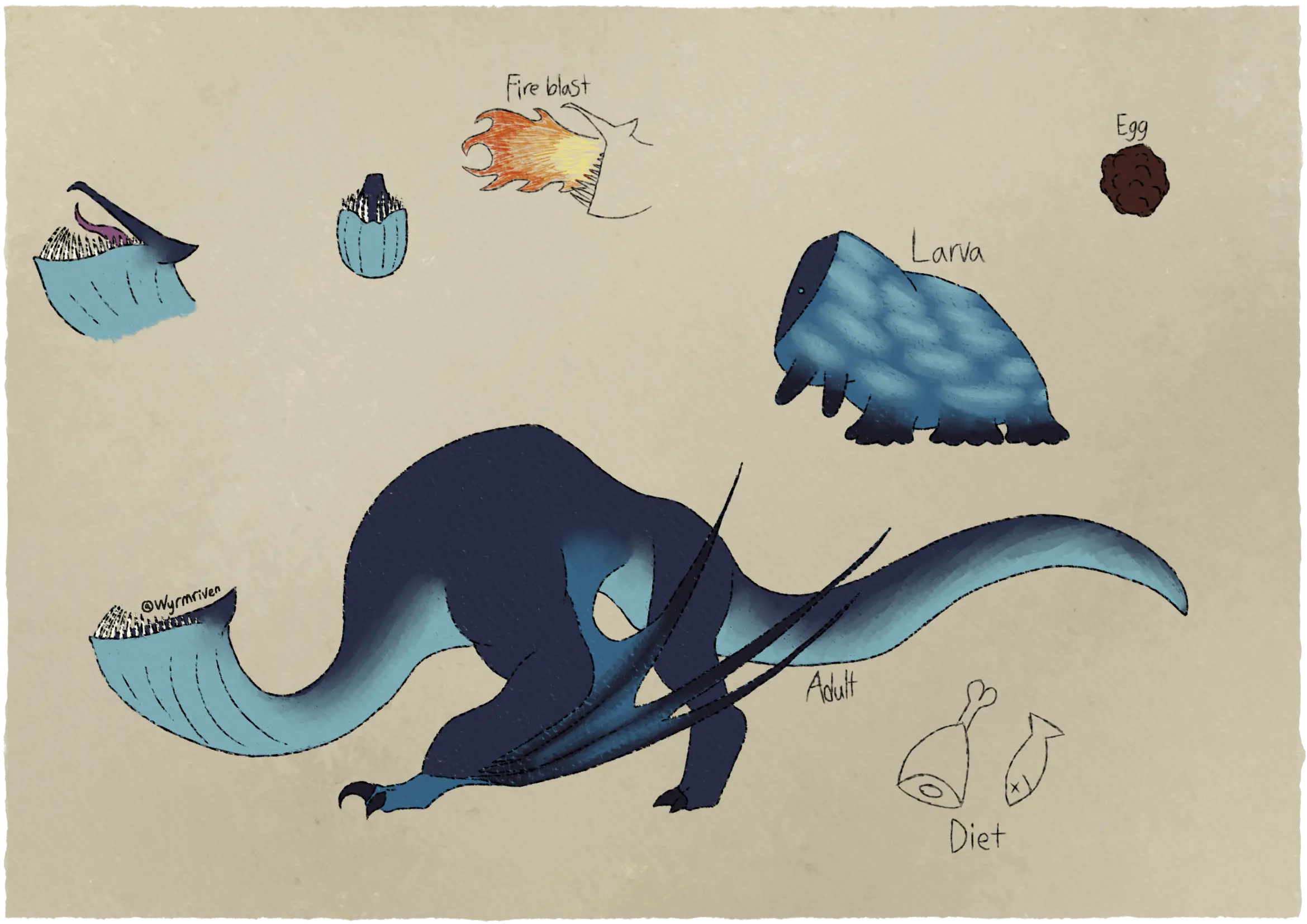 a sheet depicting the growth stages of a quadrupedal wyvern. The adult dragon is dark blue on top and its underside is light blue, its head resembles a pitcher plant, many needle-like teeth poke up from its lower jaw, it also has a small crest behind its head. Its neck curves into its body, it has a bit of a hump on its back. Its wing-arms are muscular and end in a pair of claws. Its front feet and wing membranes are a medium blue, while the spines making up the structure of the wings are black. The hind legs are not as muscular and end in a pair of smaller claws, its tail is long and curving. The dragon larva is very thick, with a blunt, dark blue facial shield with a pair of lighter blue eyes. Its body is a medium blue with light blue splotches, the front two pairs of legs are small, stubby, and are held off the ground, while the back three pairs are thicker and are firmly planted. The dark red egg is round and covered in bumps. Above and slightly to the left of the adult dragon is a front view of its head, to the left of that is a side portrait of the dragon's head with its mouth open, its upper jaw is toothless and beaked. Directly above the dragon is a sketch labeled 'Fire blast', it depicts the dragon breathing fire. Below the dragon's tail are two more sketches that are labeled as 'Diet', they depict a hunk of meat and a fish with crossed out eyes.