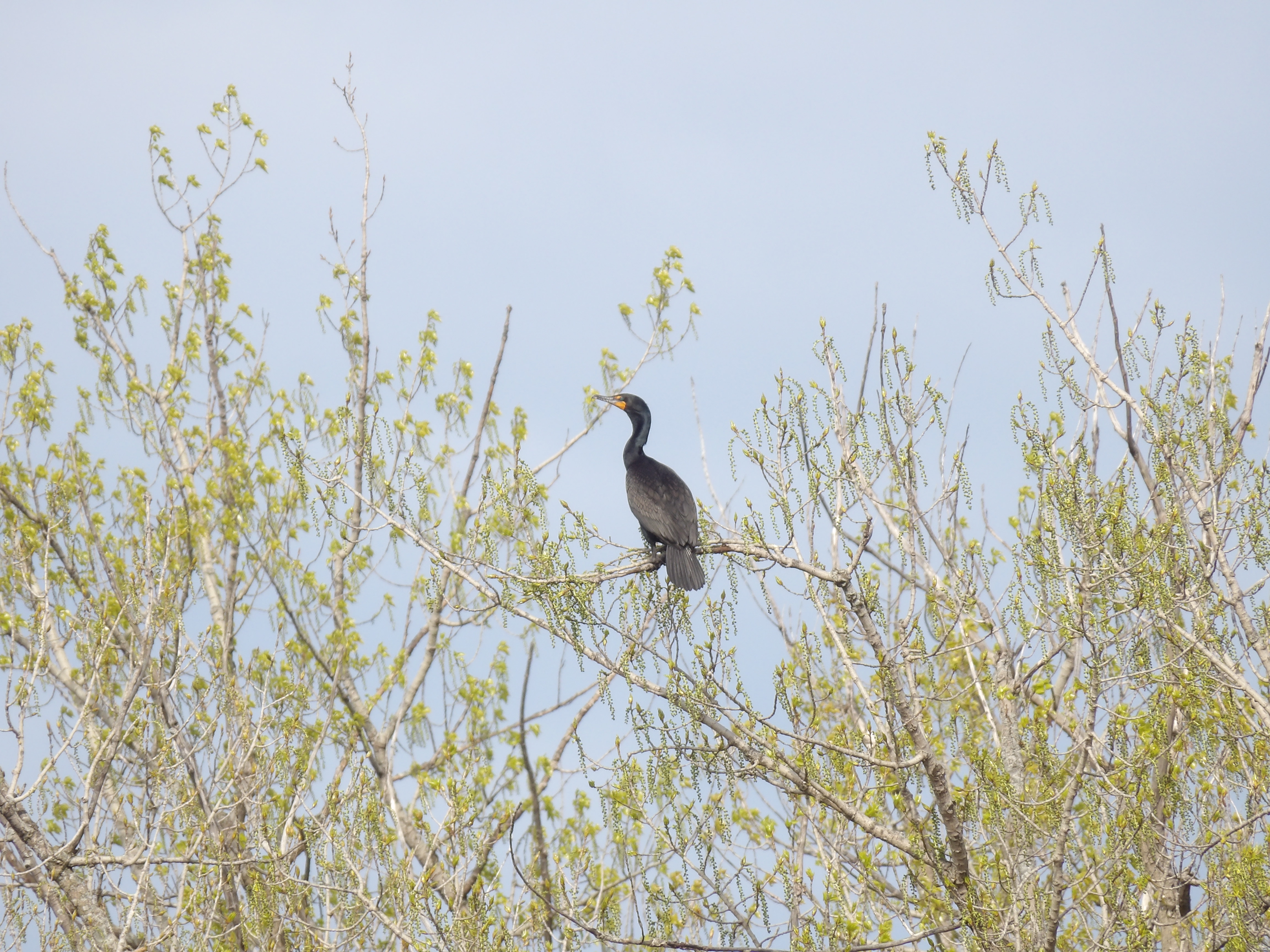 a double-crested cormorant standing in a tree.