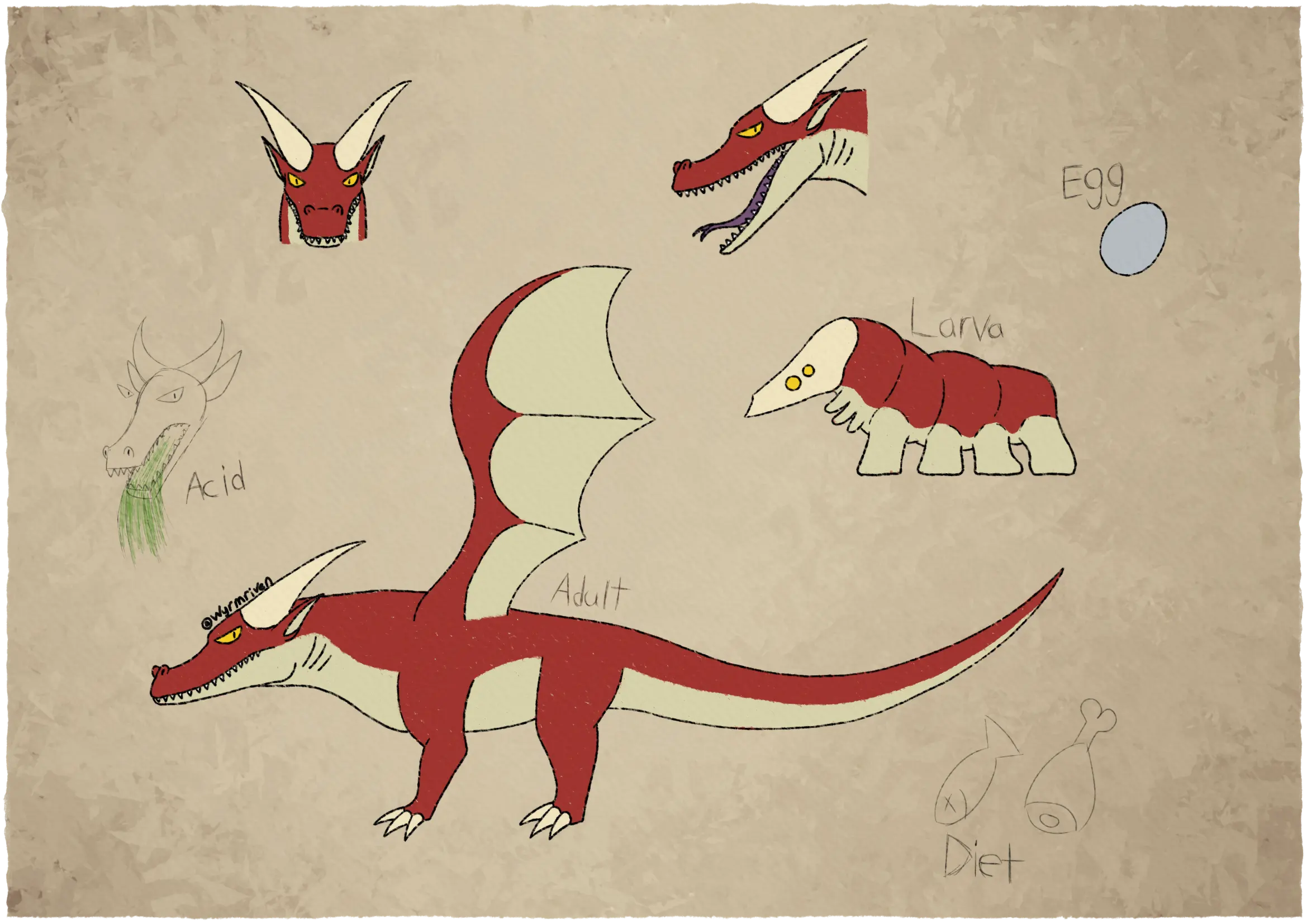 a sheet depicting a quadrupedal, winged dragon and its growth stages, the adult resembles a crocodile with horns and wings. The adult dragon is red on top and off-white on its underside, inner ear, and wing membranes. Its snout is long and toothy, its eyes are yellow and angular, and it bears curved horns, as well as small ears. Its neck is short and has a row of three gills on it. Both pairs of legs are short and end in three claws, and its tail is long and smooth. The larva has a cream facial shield with two pairs of yellow eyes. Its body is segmented and red on top, and off-white on the bottom, its front three pairs of legs are short and nubby, while the last four pairs of legs are larger. The egg is round and grey. Above the adult dragon is a front facing view of its head, and to the right of that is a side profile of the dragon's head with its mouth open. In the center left of the page is a sketch depicting the dragon with green fluid pouring from its jaws, it is labeled as 'acid'. In the lower right corner are a pair of sketches labeled as 'diet', they are a hunk of meat and a fish with crossed out eyes.