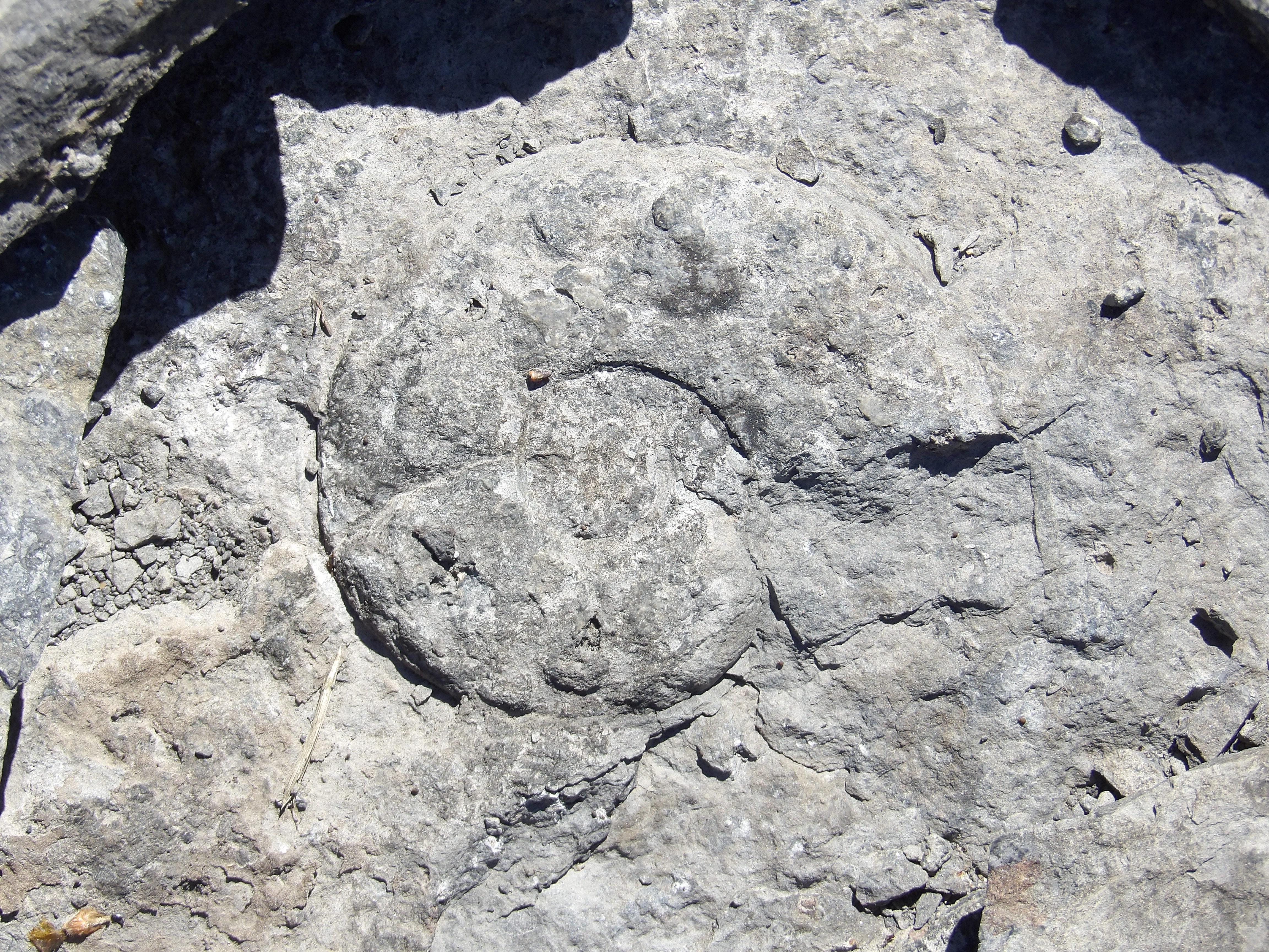 a fossilized mollusc shell, it is spiral-shaped and resembles a snail shell.
