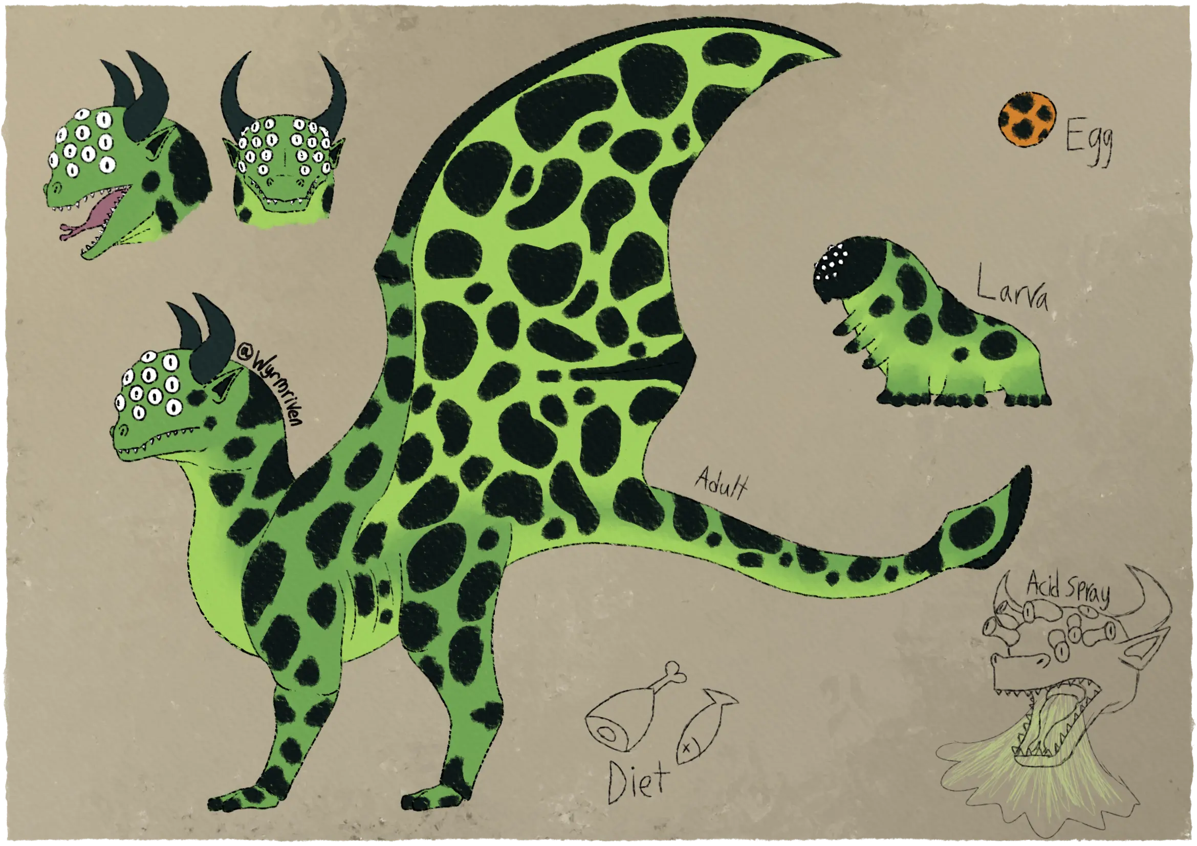 a sheet depicting a winged, quadrupedal dragon and its growth stages, it is mostly green with black splotches covering its body. The adult dragon's head is bulbous and has many eyes covering it, it also has pointed ears and bull-like horns. Its neck is thick and s-curved, leading into a stocky body. Its limbs are on the thicker side and are clawless, its wings are large, and the tip of its tail is flattened and leaf-shaped. The dragon larva has the same colors and patterns and resembles a fat caterpillar, its facial shield is black and has many beady white eyes. Three pairs of nubby legs are held above the ground, while another three pairs of thicker legs are used for walking. The egg is round and bright orange, with black splotches covering its surface. In the upper left corner are a pair of headshots of the dragon, the first is a side view with the dragon's mouth open, and the second is a frontal view. In the lower right corner is a sketch of the dragon emitting a green mist from its mouth, it is labeled 'Acid spray'. Right at the bottom of the image are two more sketches, they are a cartoon hunk of meat and a dead fish with crossed out eyes, they are labeled 'Diet'.