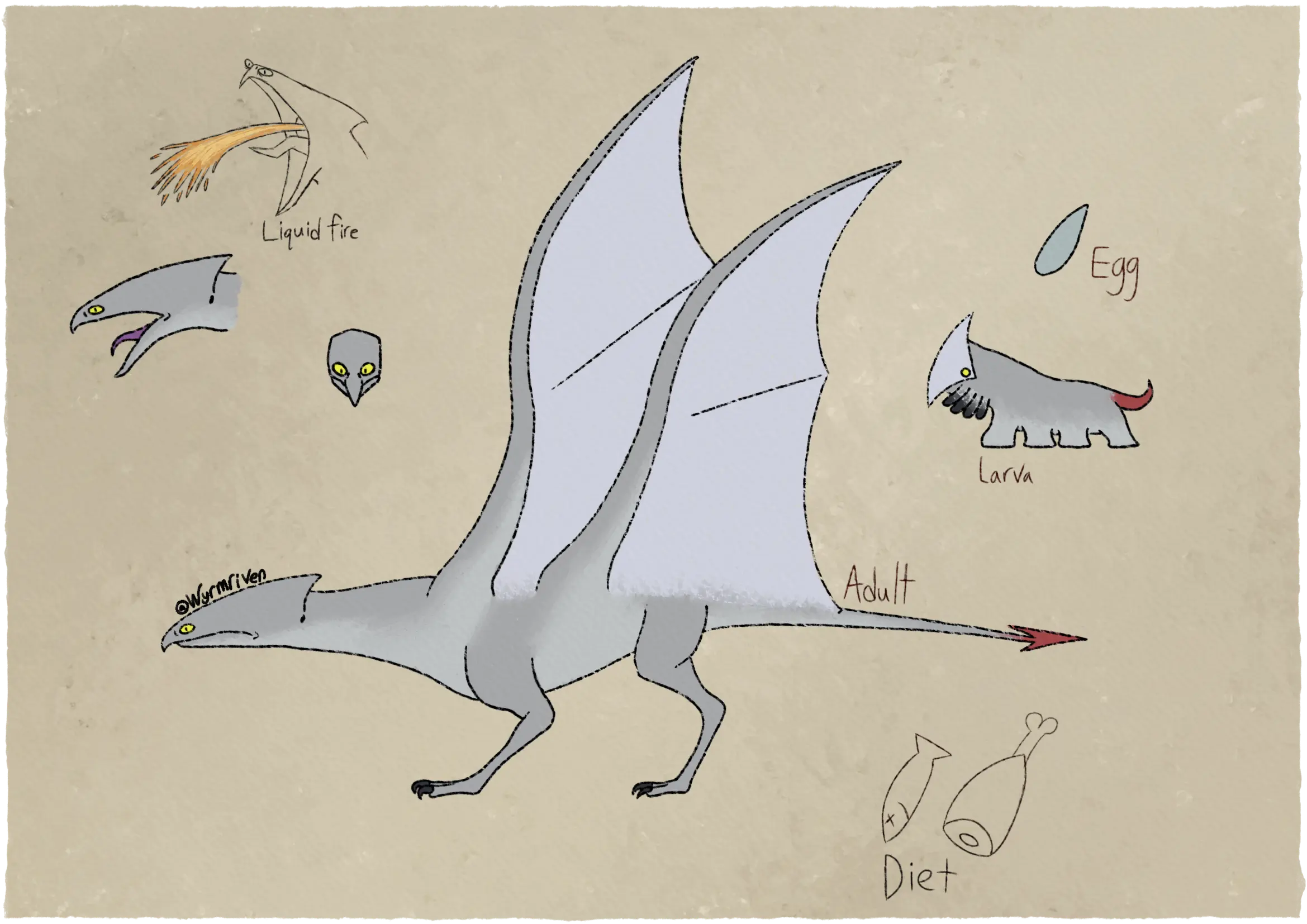 a quadrupedal dragon with two pairs of wings, as well as its life stages and miscellaneous information about it. The adult dragon is mostly silver in color, its underside is slightly lighter and its wing membranes are are off-white. The end of its tail, which is arrowhead-shaped, is red in color. Its head is sleek and ends in a hooked beak. The larva is silver in color with a red, hook-like tail and a white, angular facial shield. It stands on four pairs of legs, an additional four pairs of legs are held off the ground. The egg is also silver in color, it is narrow and pointed. There are two additional drawings, both depicting the adult dragon's head, one is a side view with an open mouth and the other is a frontal view. There are also two sketches, the first depicts a stylized hunk of meat and a dead fish, labeled 'Diet', the second sketch depicts the dragon spitting a stream of liquid fire and is labeled as such.