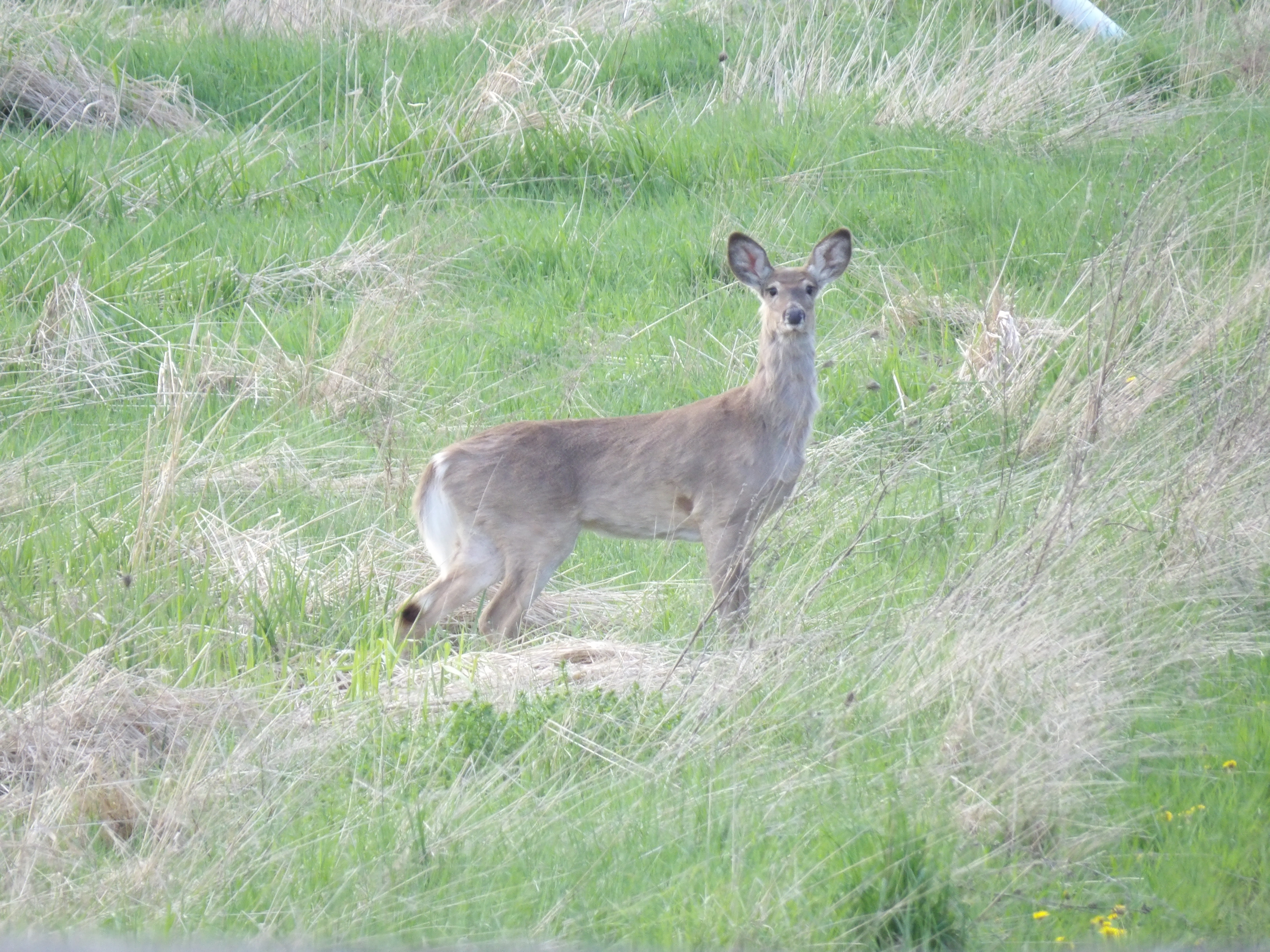 a white-tailed deer standing in some tall grass, it is looking towards the camera.